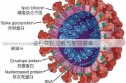 鉴别花粉过敏与新冠病毒