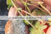 疫情导致草莓,草莓滞销危机