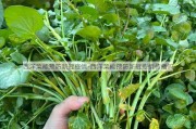 西洋菜能预防新冠疫情-西洋菜能预防新冠疫情传播吗