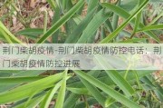 荆门柴胡疫情-荆门柴胡疫情防控电话：荆门柴胡疫情防控进展