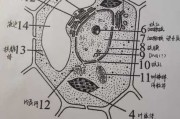 高中生物结构速写