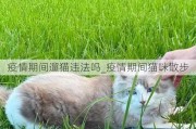 疫情期间遛猫违法吗_疫情期间猫咪散步