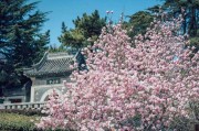 青岛远景花卉