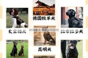 新冠警犬 警犬识别新冠