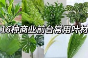 绿叶花卉品种