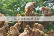 新冠猴群传播现象