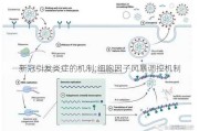 新冠引发炎症的机制;细胞因子风暴调控机制