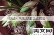 戏烂人未死;戏曲烂兰花蕾