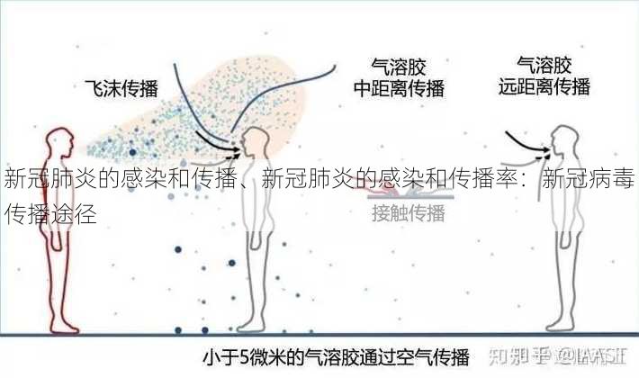 新冠肺炎的感染和传播、新冠肺炎的感染和传播率：新冠病毒传播途径