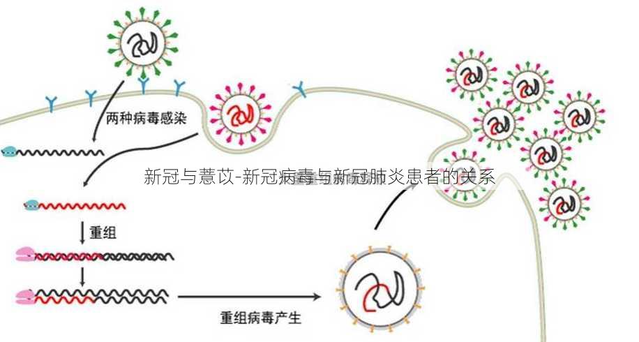 新冠与薏苡-新冠病毒与新冠肺炎患者的关系