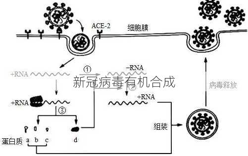 新冠病毒有机合成