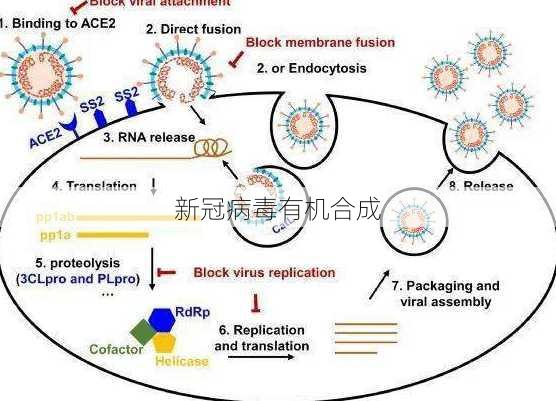 新冠病毒有机合成