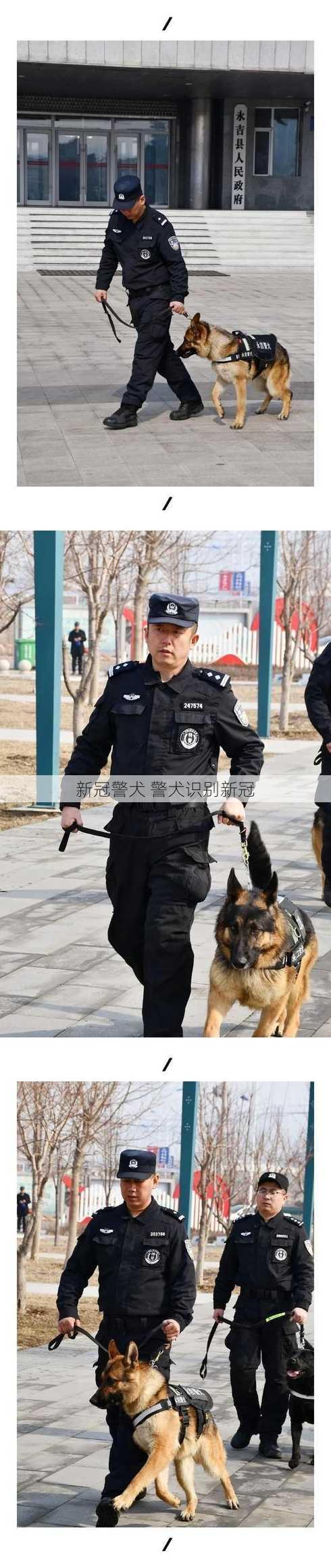 新冠警犬 警犬识别新冠