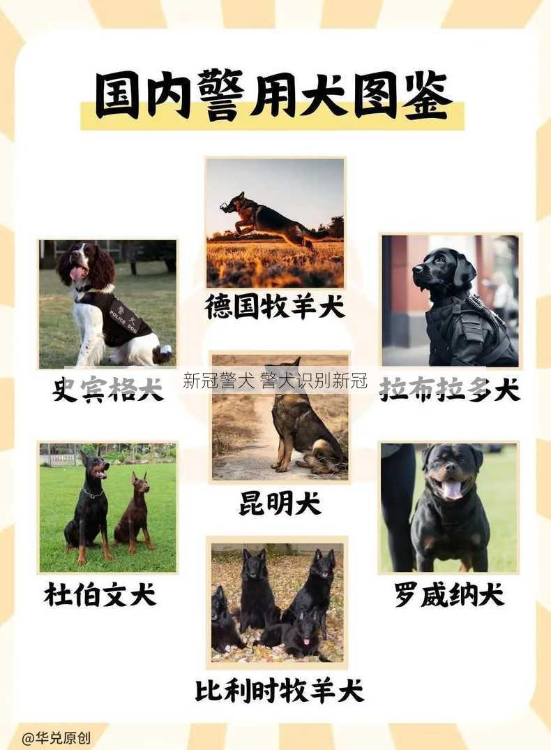 新冠警犬 警犬识别新冠