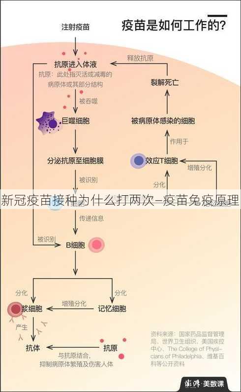 新冠疫苗接种为什么打两次—疫苗免疫原理