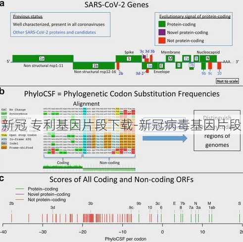 新冠 专利基因片段下载-新冠病毒基因片段