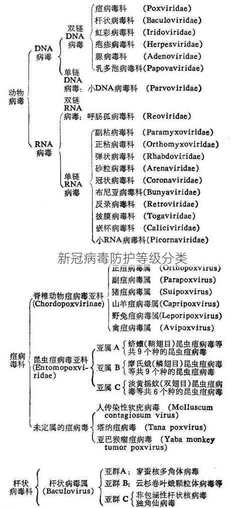 新冠病毒防护等级分类