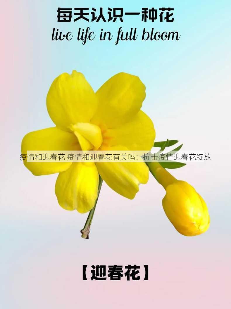 疫情和迎春花 疫情和迎春花有关吗：抗击疫情迎春花绽放