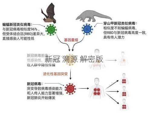 新冠 溯源 解密版