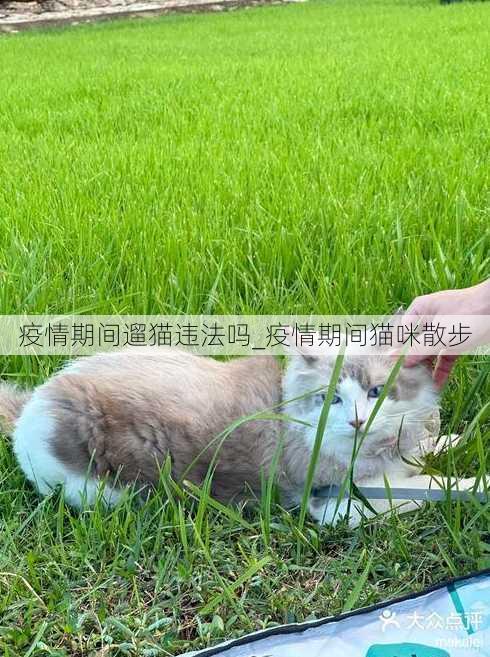 疫情期间遛猫违法吗_疫情期间猫咪散步