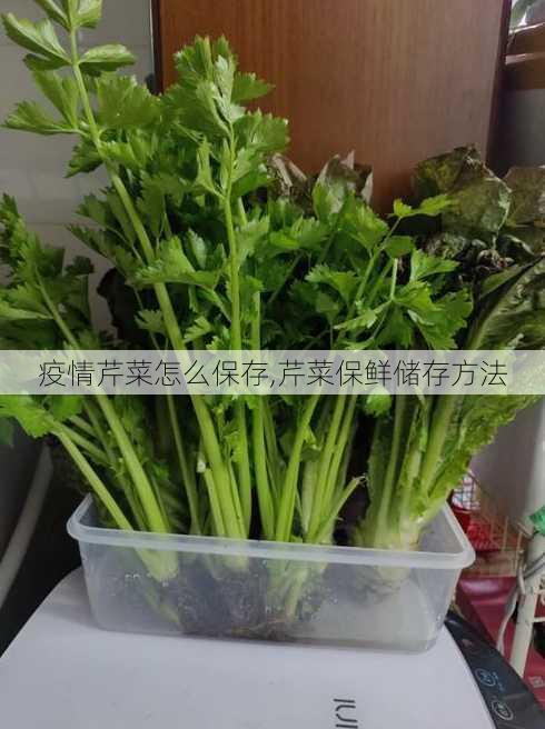 疫情芹菜怎么保存,芹菜保鲜储存方法