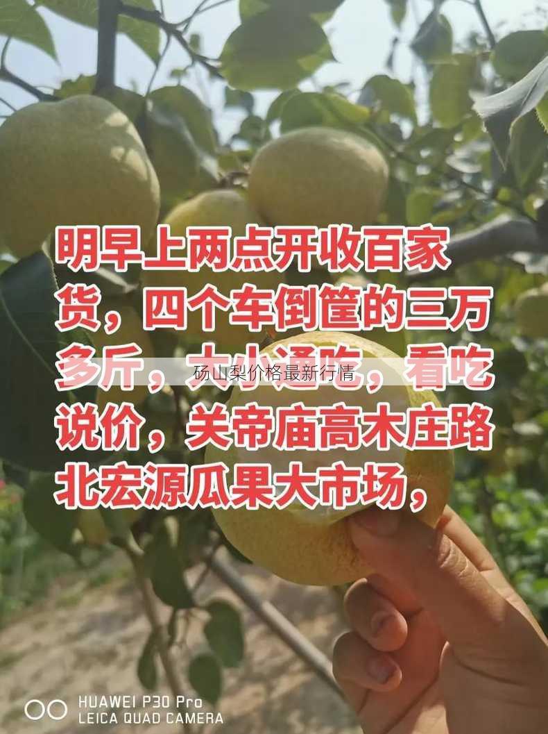 砀山梨价格最新行情