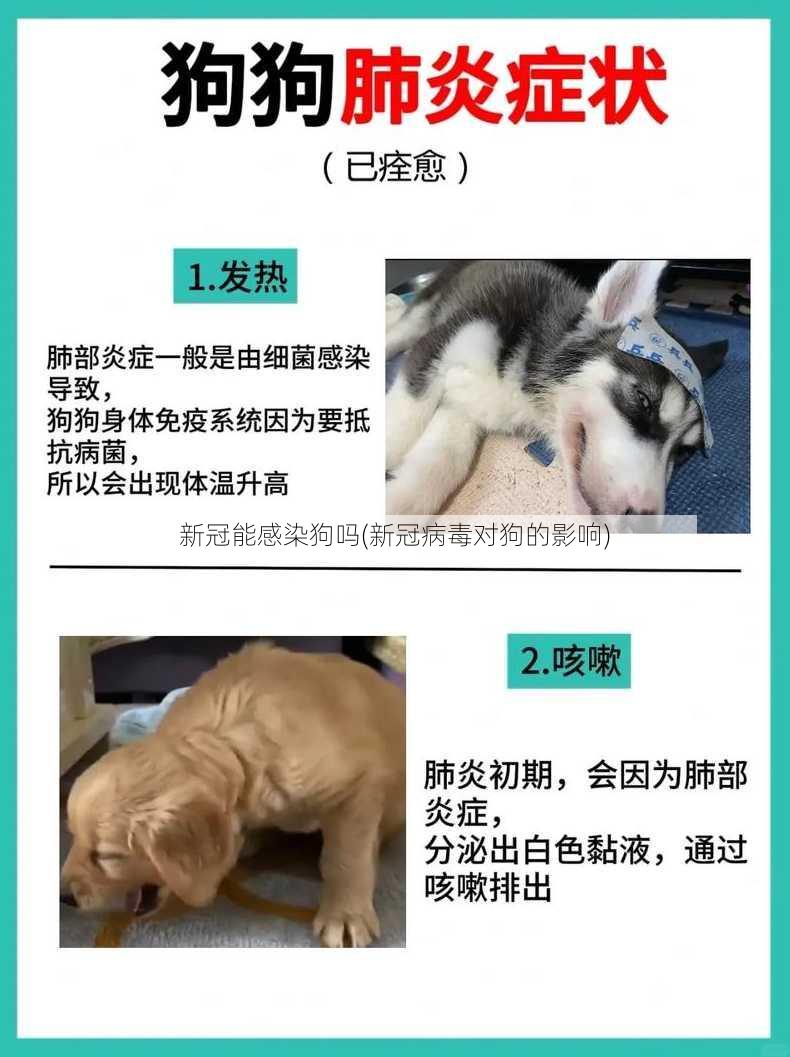 新冠能感染狗吗(新冠病毒对狗的影响)