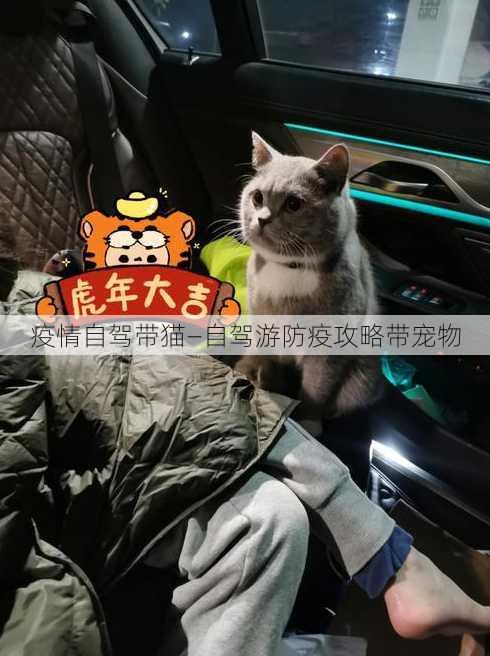 疫情自驾带猫—自驾游防疫攻略带宠物