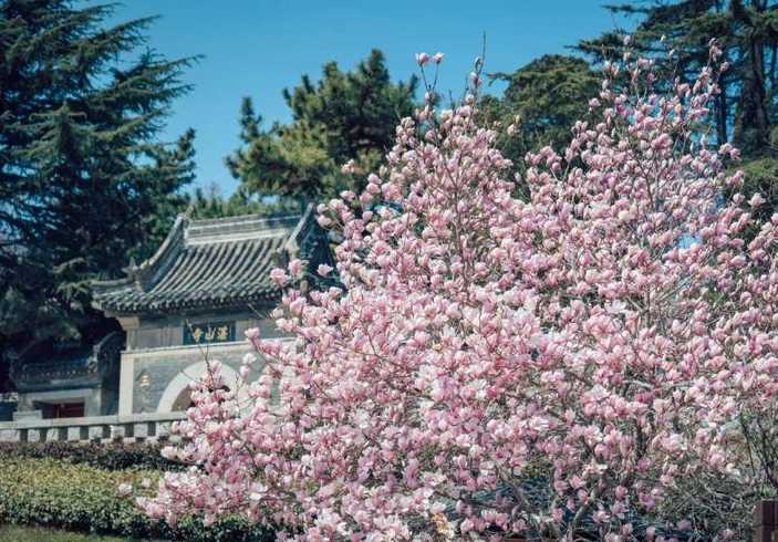 青岛远景花卉