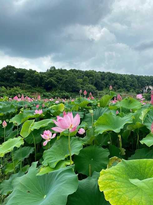 长沙莲花垂钓场【长沙有莲花池吗】