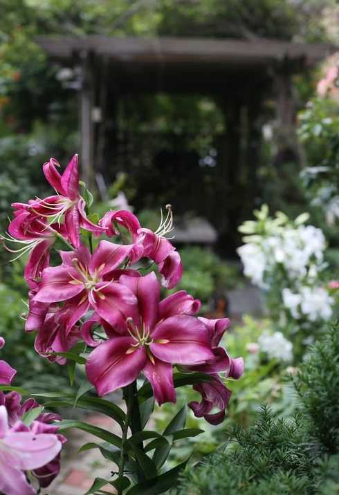 雨花卉基地