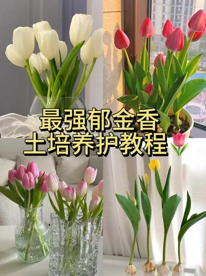 花卉无土栽培技术视频—花卉无土栽培技术教程