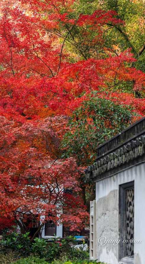 合肥寺庙红枫图片大全;合肥红枫古刹景点