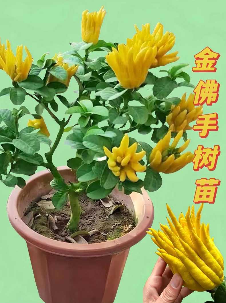 花卉佛手价格【佛手花的价格：花卉佛手批发市场行情】