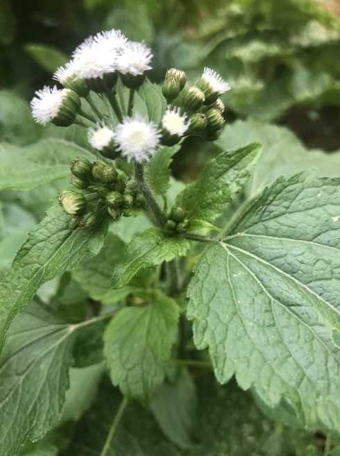 花卉植物白花,常见白花